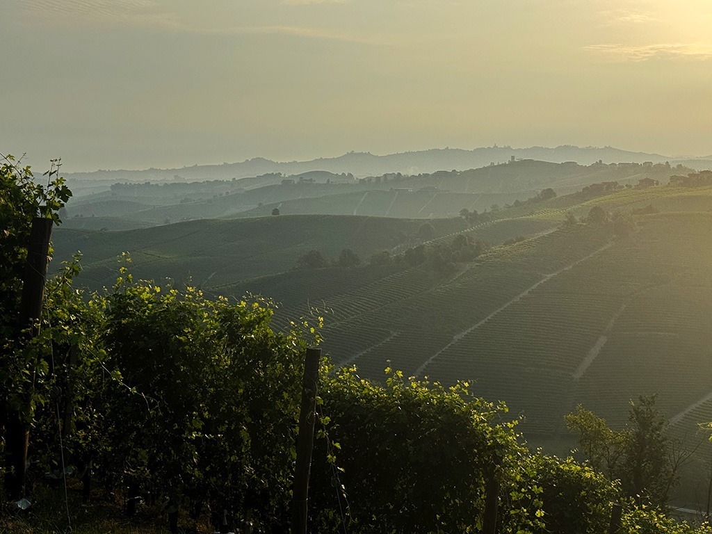 vines on the hills of barolo in piemonte