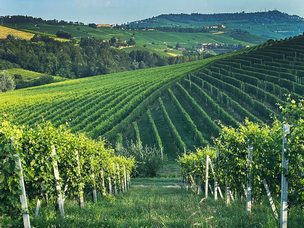 view of green vineyards and hills in barolo