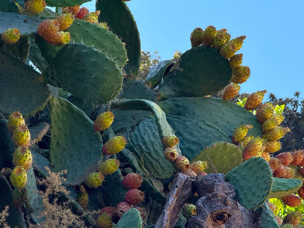 close up of cactus with yellow fruits